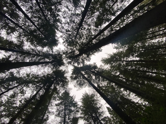 10 tree