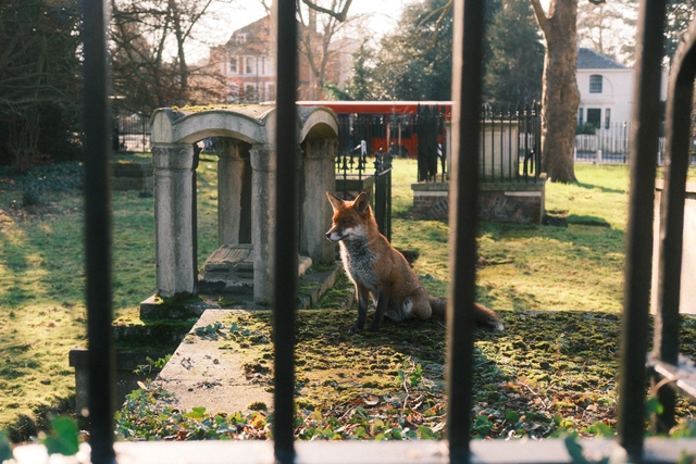 fox